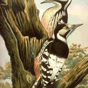 White-backed Woodpecker